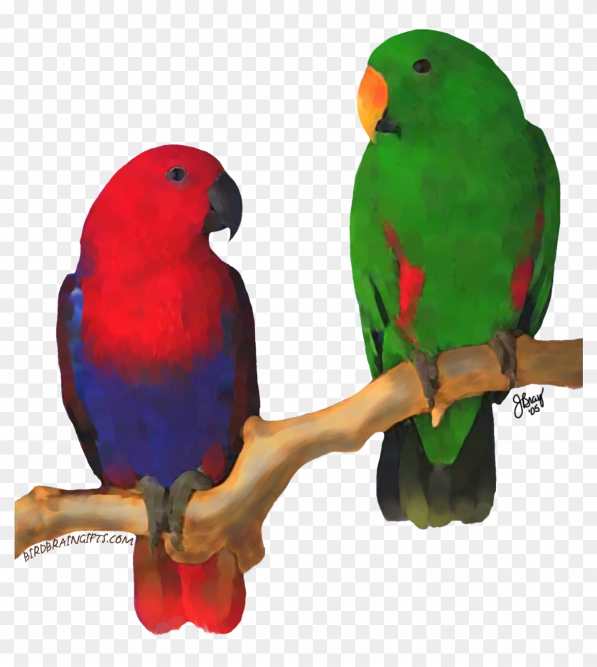 Eclectus Pair, Digital Oil Bird Perch, Parrot Toys, Clipart