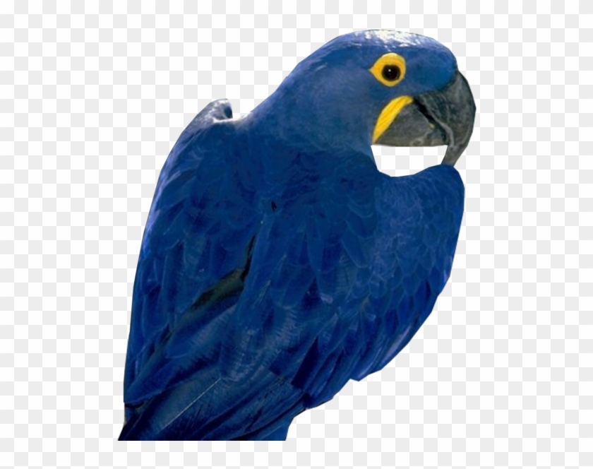 Blue Parrot Free Png Image - Hyacinth Macaw Png Clipart #442251