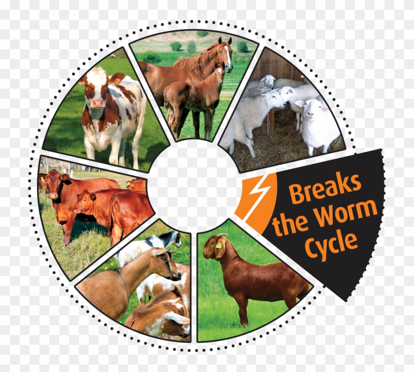 It Was Developed By An Animal Health Company In Australia - Hunting Dog Clipart #442334