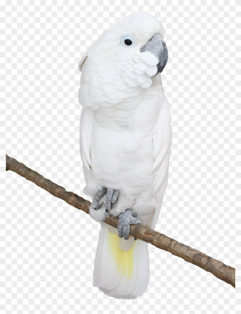 White Parrot Transparent Png Picture - Clipart Critters With Transparent Backgrounds