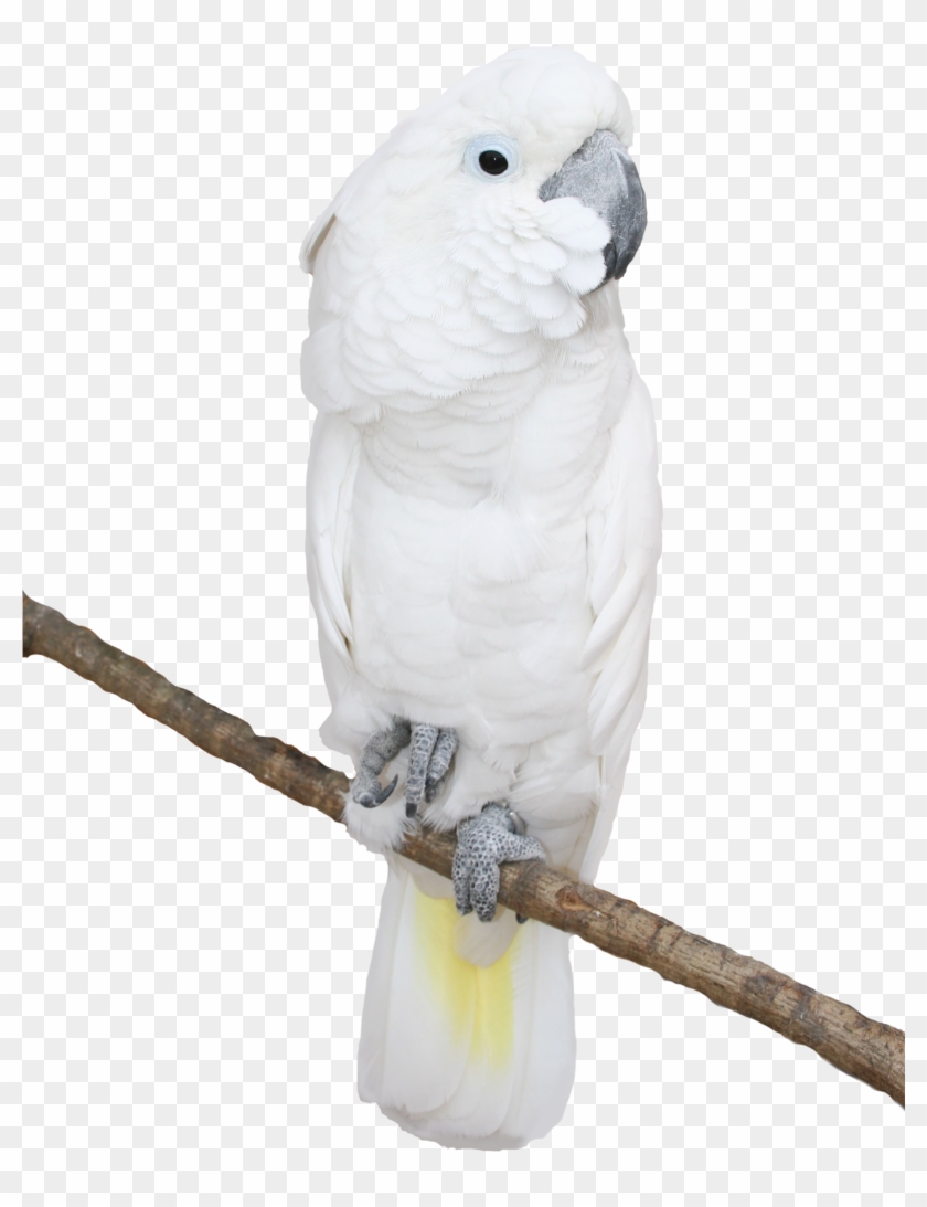 White Parrot Transparent Png Picture - Clipart Critters With Transparent Backgrounds #442674