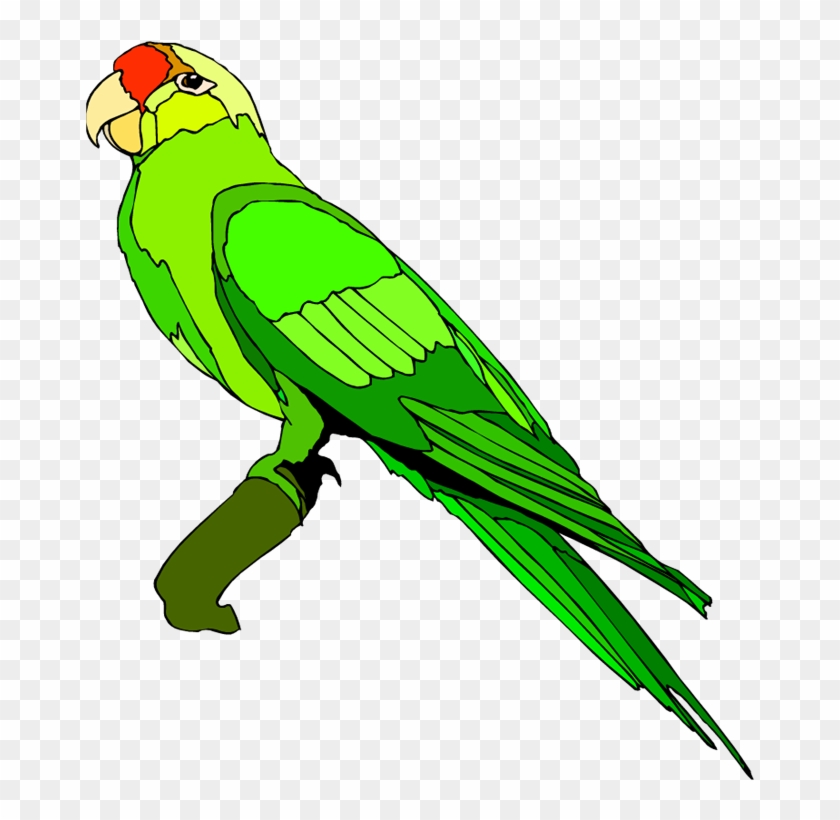679 X 750 5 - Clip Art Images Parrot - Png Download (#442798) - PikPng