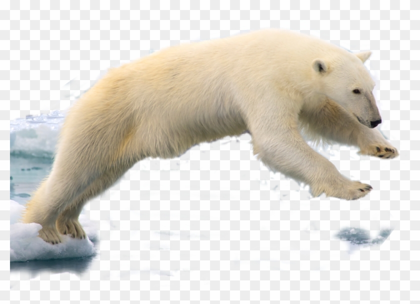 320 × 216 Pixels - Polar Bear With Transparent Background Clipart