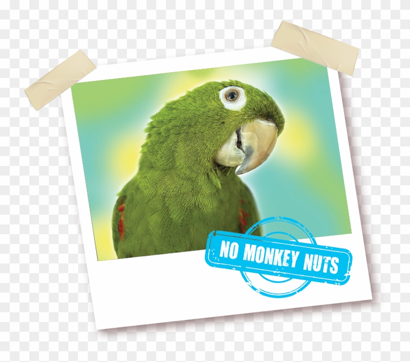 With No Monkey Nuts - Parakeet Clipart #442971