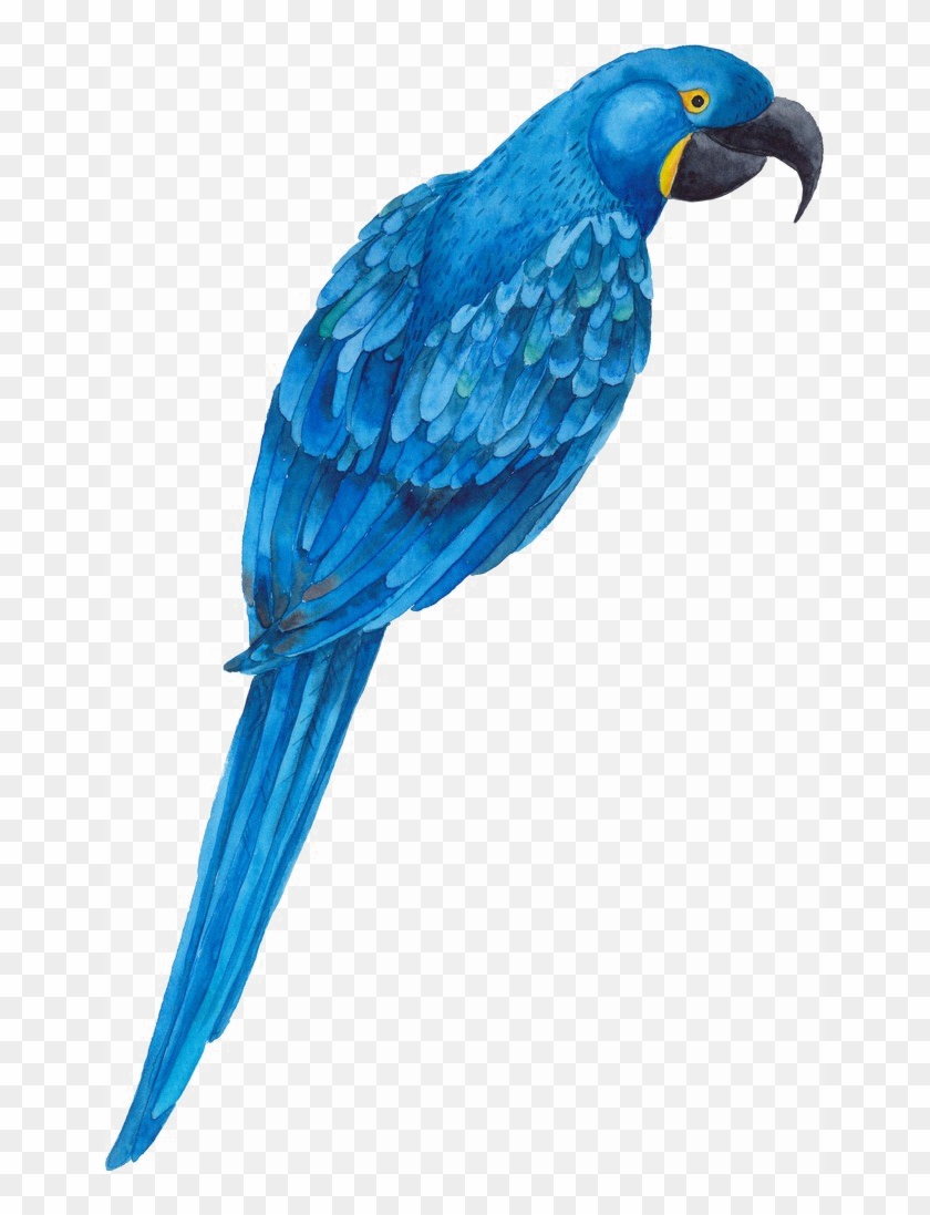 Blue Parrot Png Transparent Image - Transparent Parakeet Blue Clipart #442993