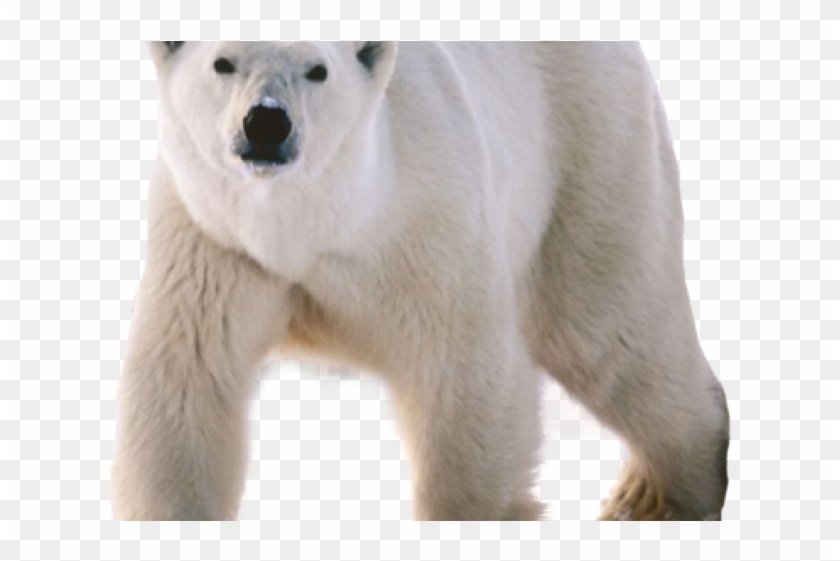 Polar Bear Group Clipart