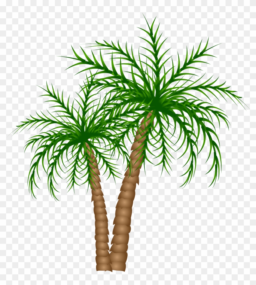 Palm Trees Png Clipart Picture - Palm Tree Clipart Transparent Background #443622
