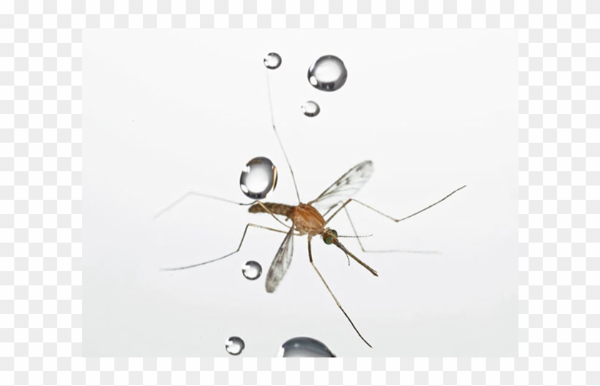To A Mosquito, Being Struck By A Raindrop Is Like A - Mosquito De Chuva Clipart