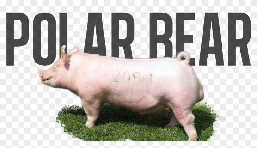 Post Navigation - Domestic Pig Clipart