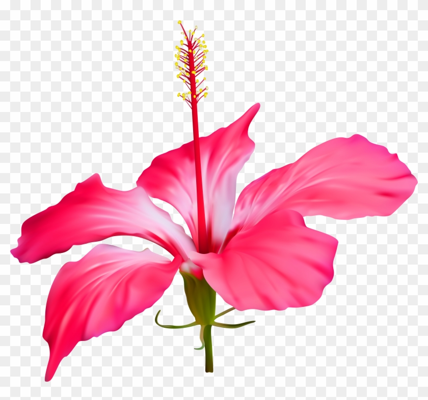 Hibiscus Flower Transparent Png Clip Art - Hibiscus Flower Transparent Background #445264