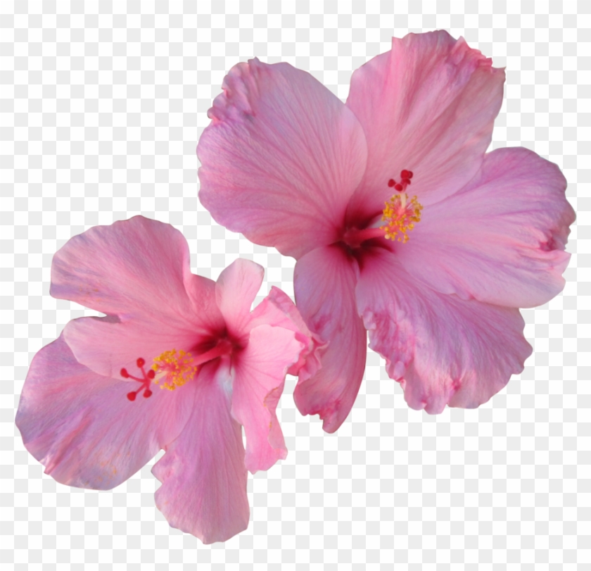 Hibiscus Png Free Download - Hibiscus Png Clipart #445349