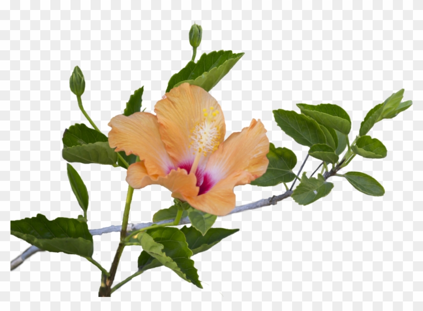 Hibiscus Png Clipart #445555