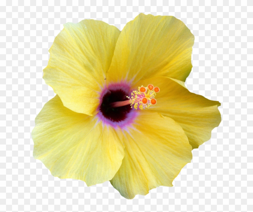 Hibiscus Clipart Png Tumblr - Hawaiian Yellow Hibiscus Png Transparent Png