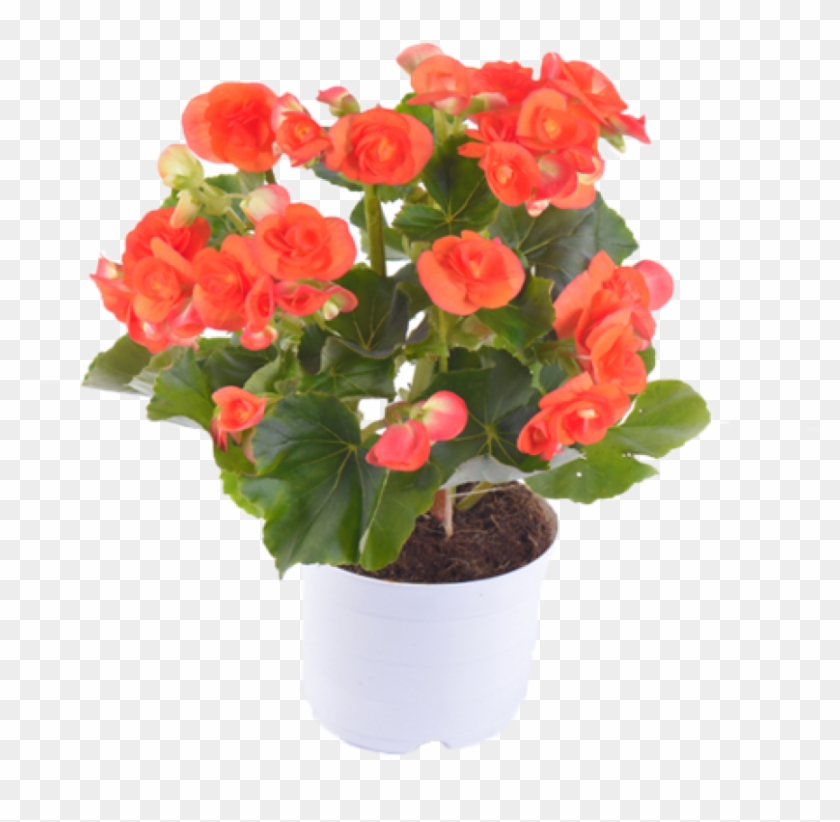 Hawaiian Hibiscus , Png Download Clipart #446455