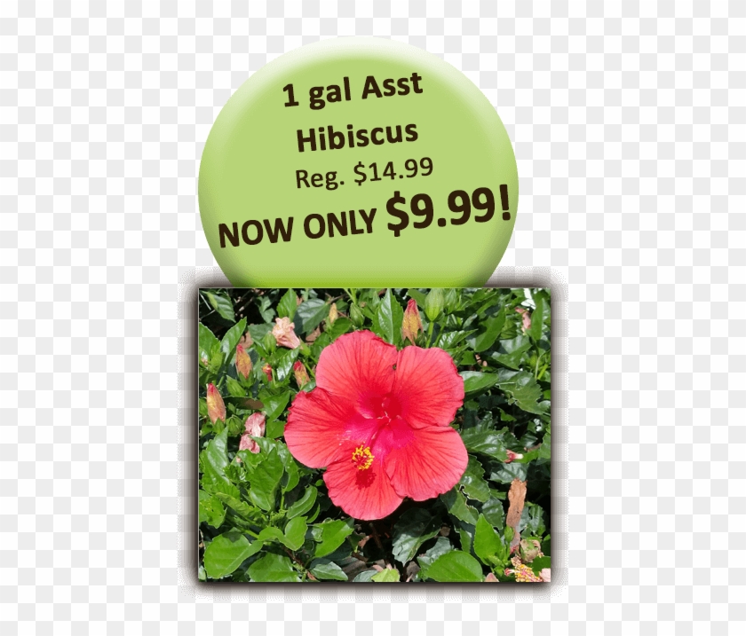 1 Gal Asst Hibiscus - Bizhub 184 Clipart #446491