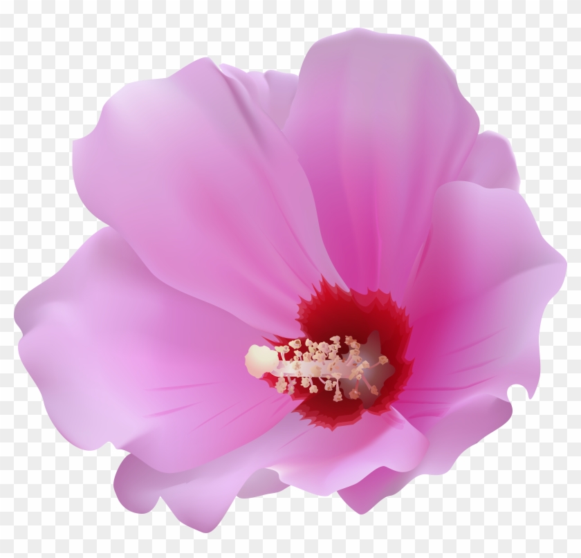 Free Png Download Pink Hibiscus Transparent Png Images Clipart #446708
