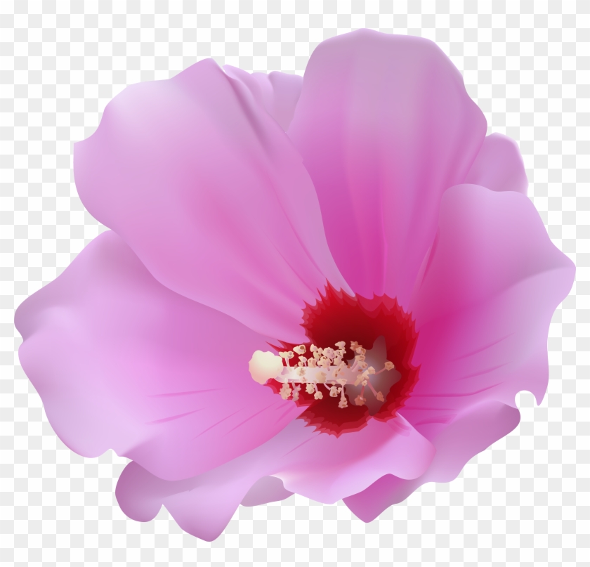 Free Png Download Pink Hibiscus Transparent Png Images Clipart