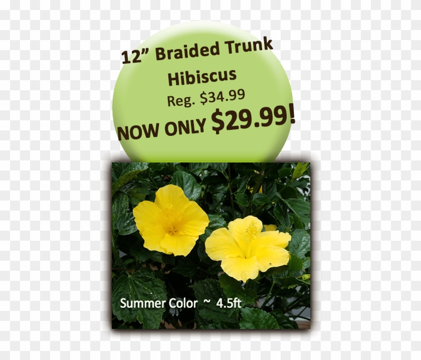 12in Braid Trunk Hibiscus - Hawaiian Hibiscus Clipart #447440