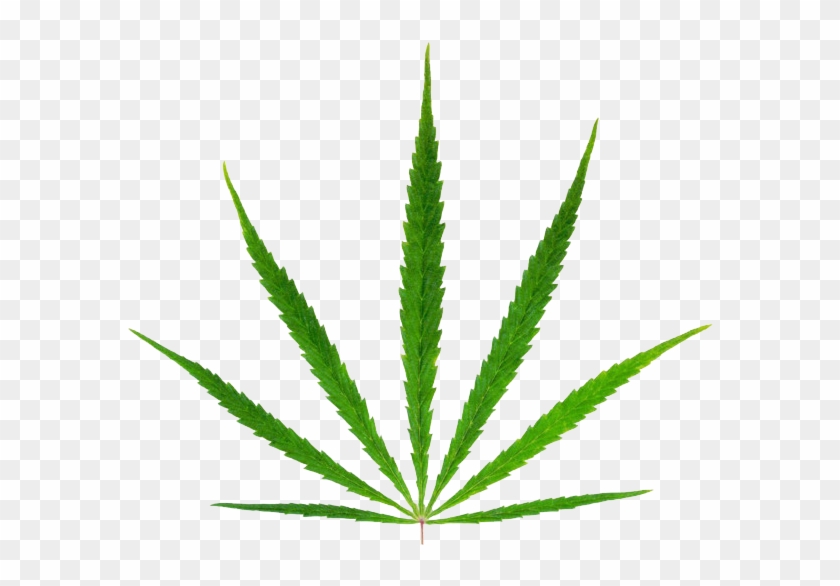 Hemp Clipart #449043