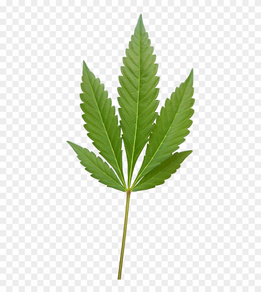 Fern Clipart #449316