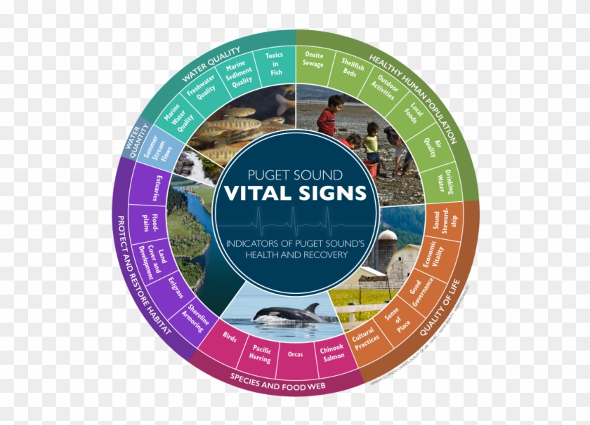 As Of 2016, The Puget Sound Vital Signs Wheel Shows - Puget Sound Ecosystem Clipart #4409815