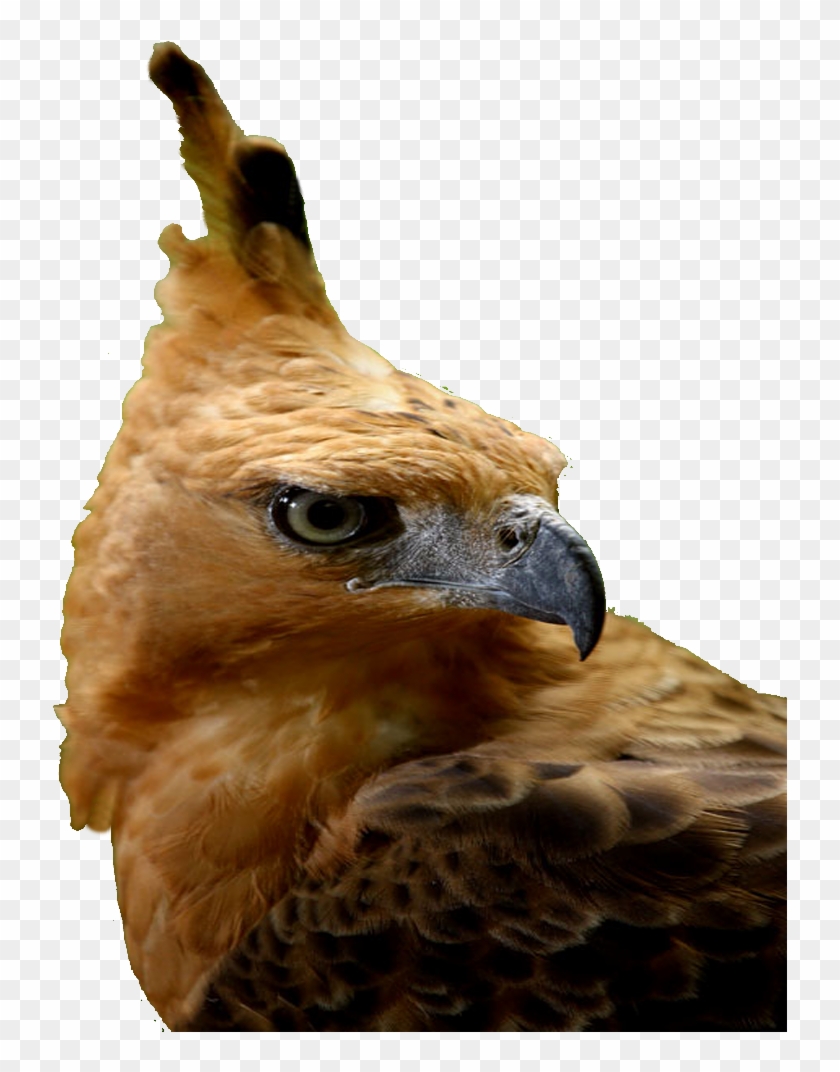 Elang Jawa 7 - Hawk Clipart