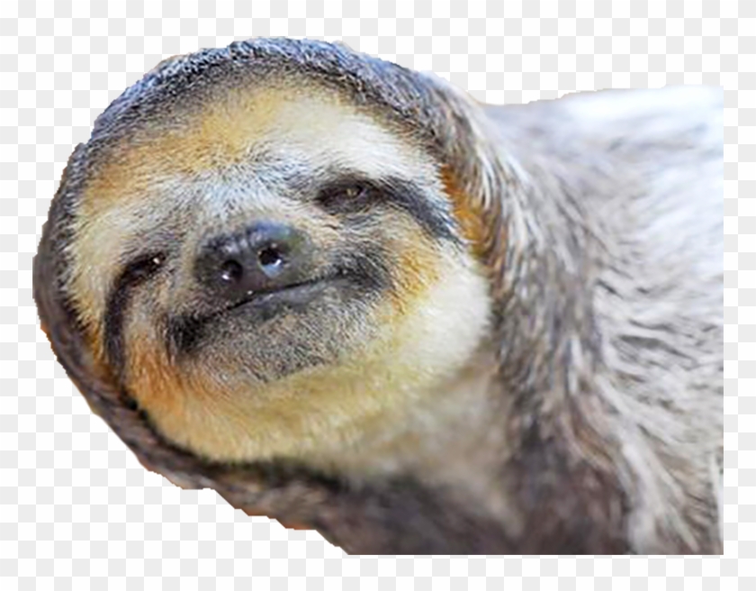 Topic [série] Ash Vs - Paresseux Png Clipart