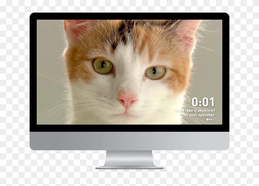 The Iams Cat Stare-off - Domestic Short-haired Cat Clipart