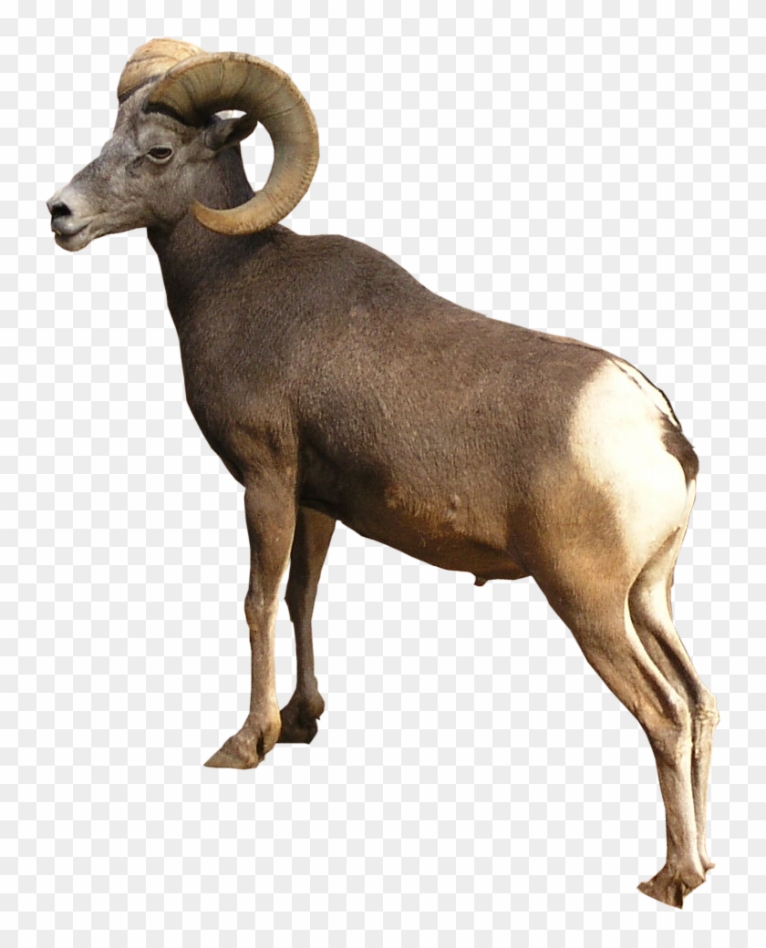 Ram Animal Png Jpg Free - Ram Animal Transparent Background Clipart #4418410