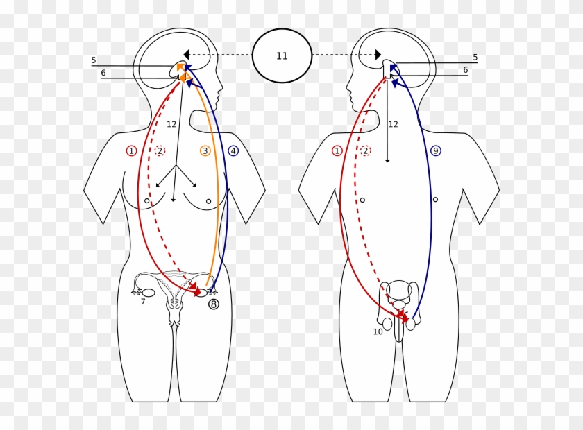 Diferencia De La Pubertad Del Hombre Y La Mujer - Role Of Hormones In Female And Male Reproductive System Clipart
