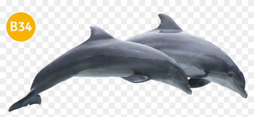 Photo Motives - Common Bottlenose Dolphin Clipart #4420913