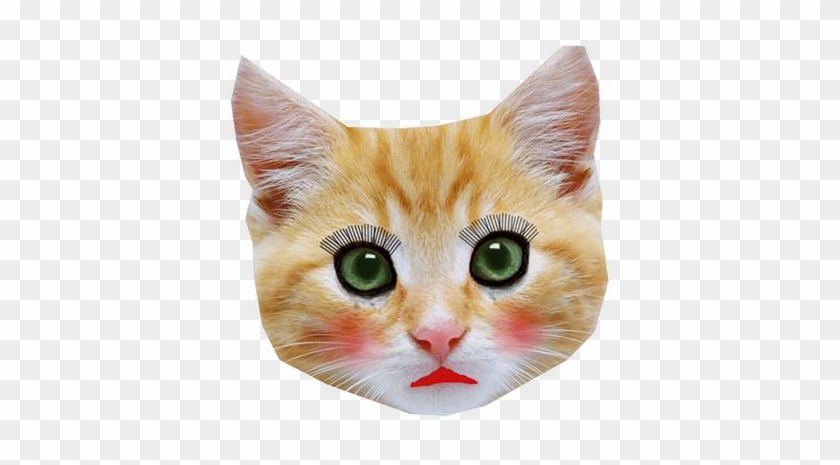 48 Images About Tumbr On We Heart It - Please Help The Cats Clipart