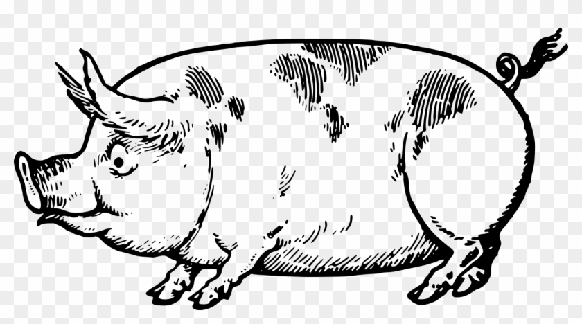 Cute Vintage Pig Clip Art - Clipart Line Drawing Pig - Png Download #4429411