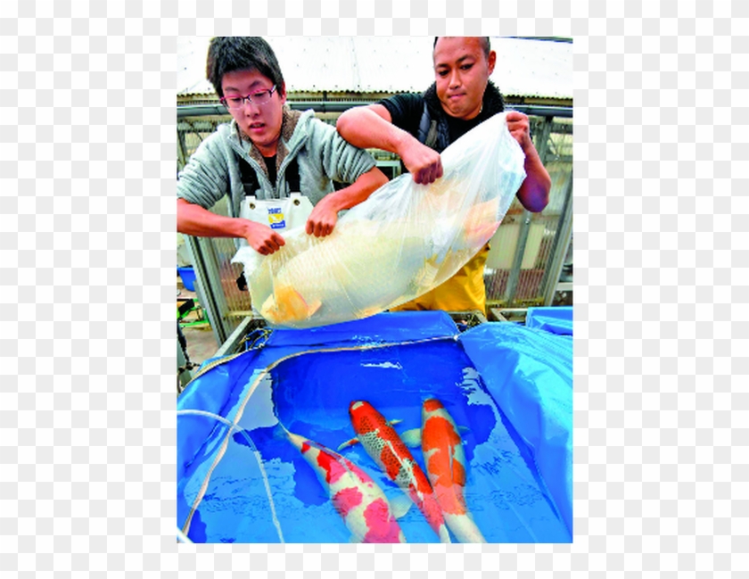 Pull Fish Out Of Water Clipart