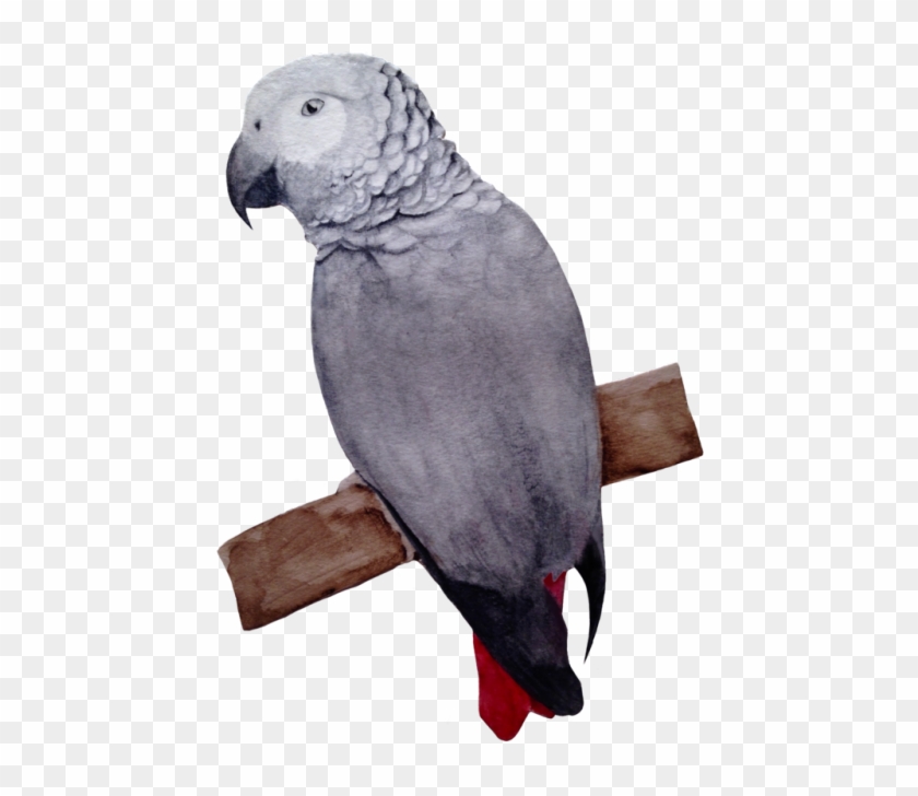 African Grey Clipart #4435355