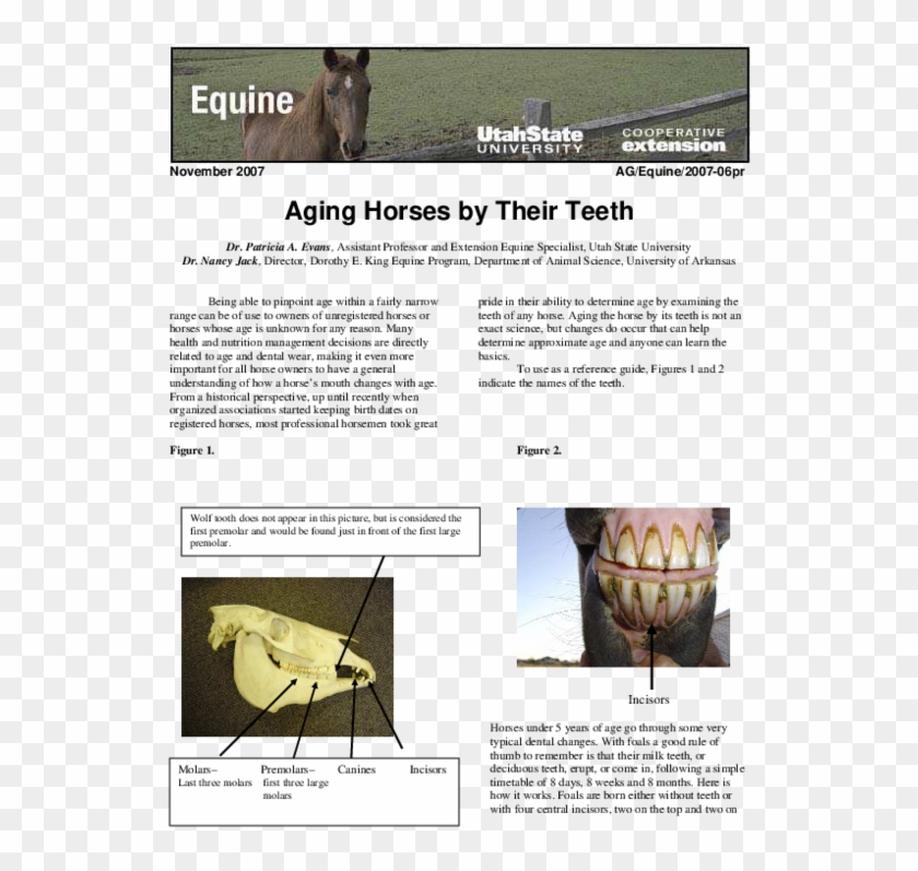 Utah State University , Png Download - Photo Caption Clipart