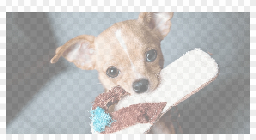 Chihuahua-adoption - Better Cats Or Dogs Clipart #4444609
