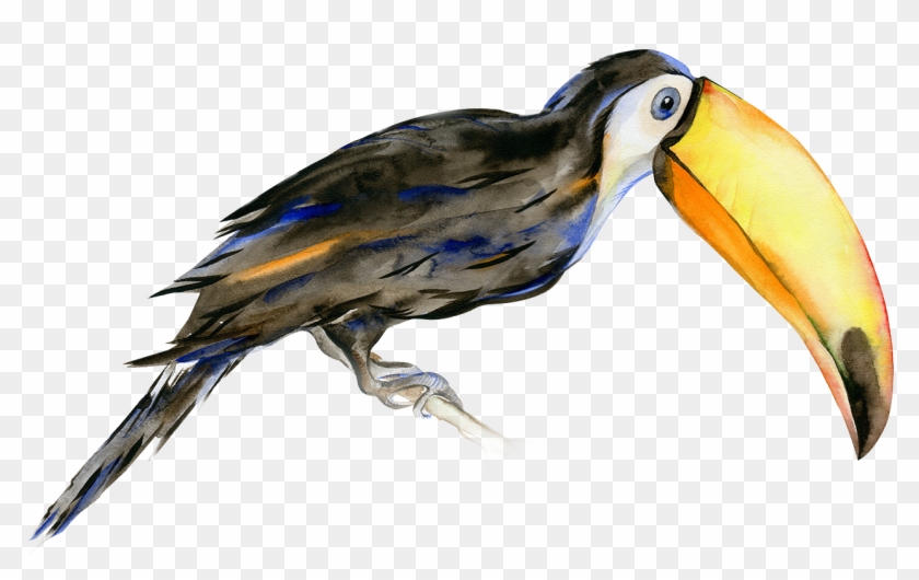 Legendary Social Media Vancouver - Scarlet Macaw And Toucan Clipart