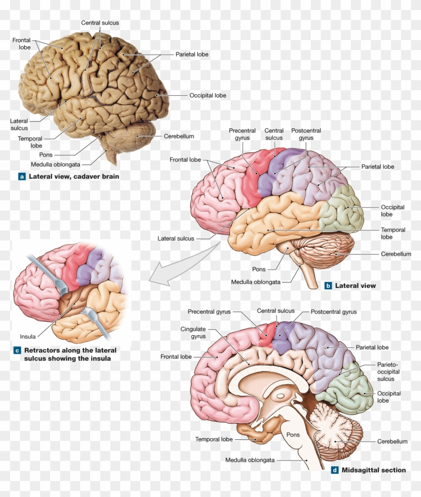The Cerebrum Contains Motor, Sensory, And Association - Well Labeled Human Brain Clipart