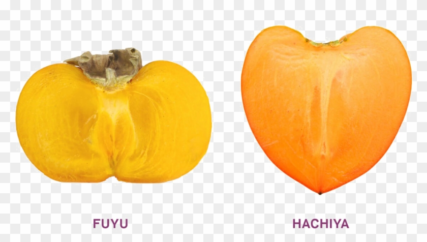 Two Persimmon Png Image - Pumpkin Clipart