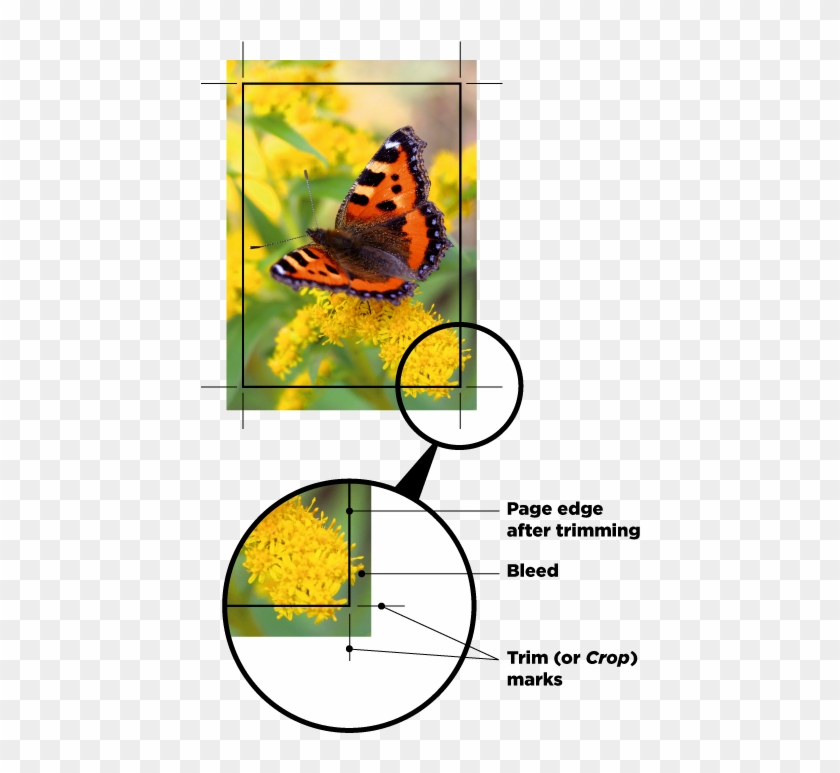 A Image With Crop Marks - Small Tortoiseshell Clipart #4452940