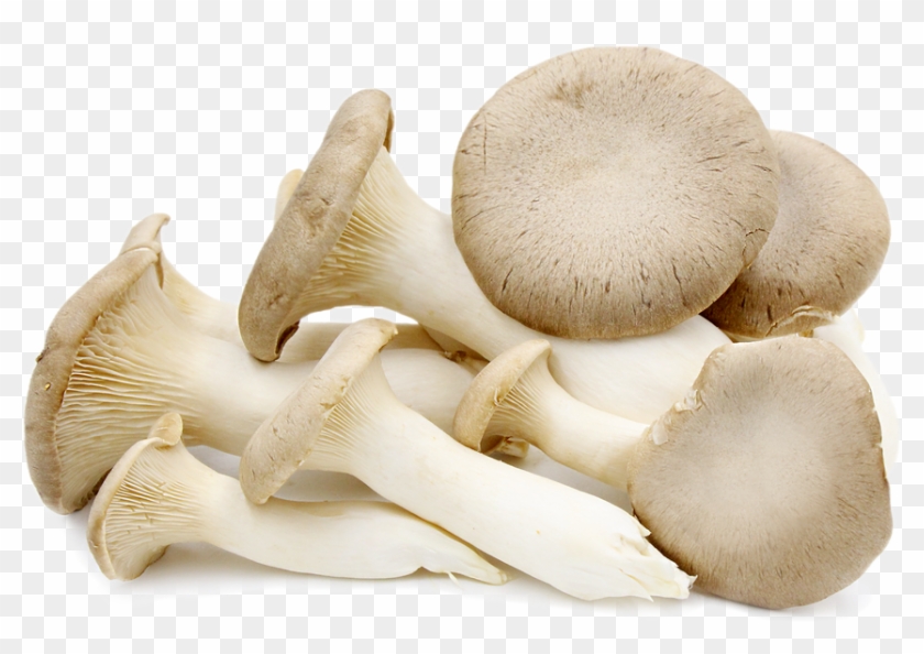 Mushrooms Oyster Clipart #4459493