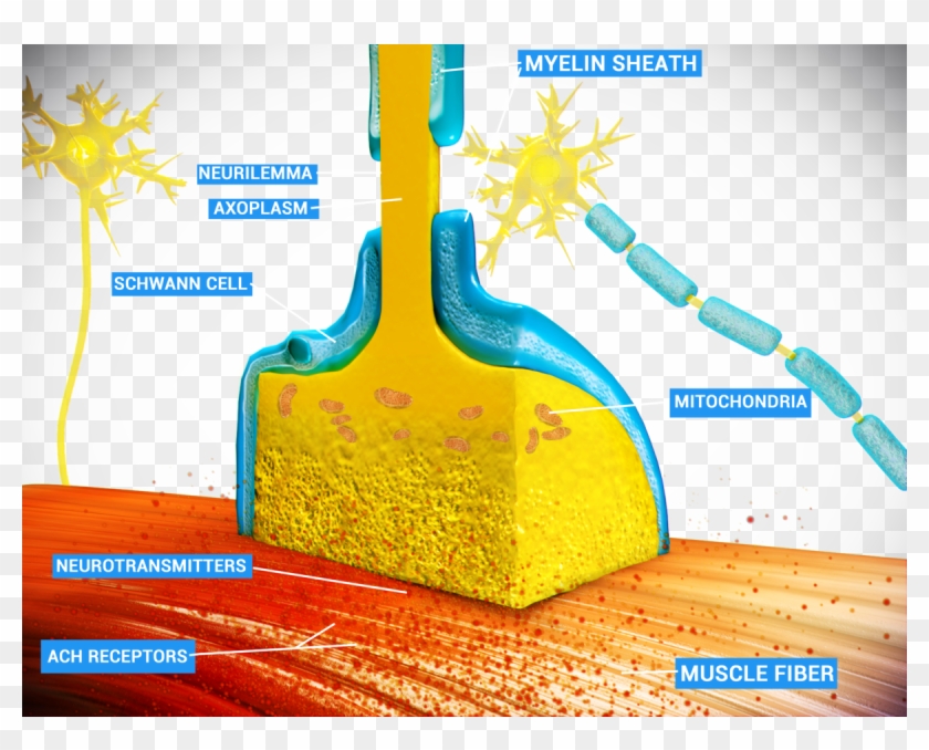 Clostrıdıum Tetanı Clipart