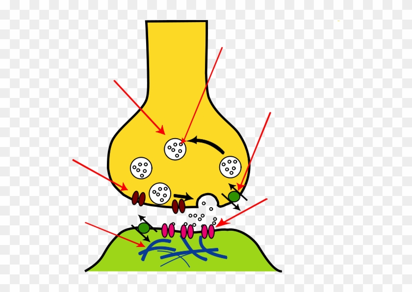 Px Synapse Illustration Unlabeled Image - Calcium Channel In Synapse Clipart