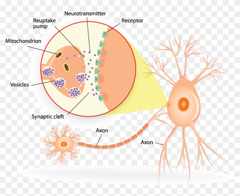 Structure Of A Typical Chemical Synapse - Circle Clipart