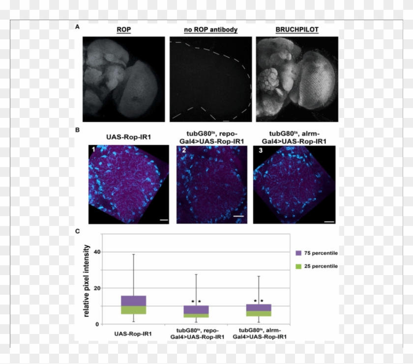 Rop Can Be Detected In Synapse-rich Areas And Its Level - Astronomical Object Clipart