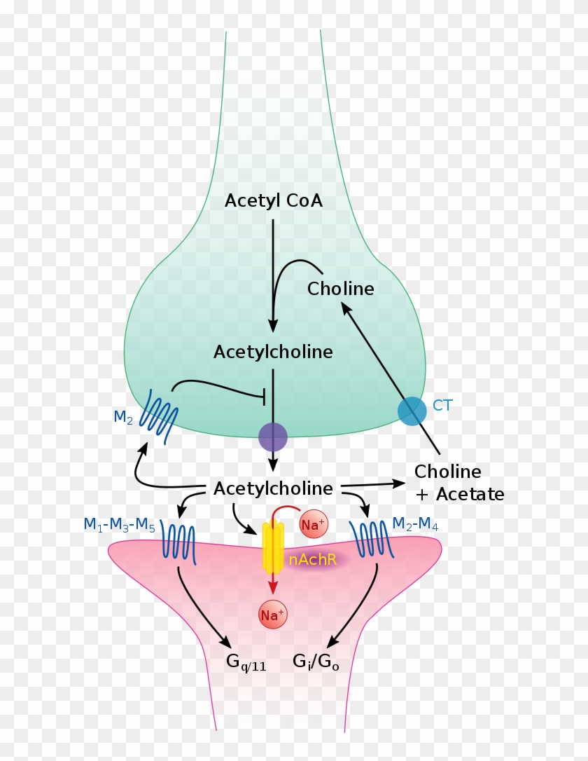 File - Cholinergic Synapse - Svg - Cholinergic Synapse Clipart