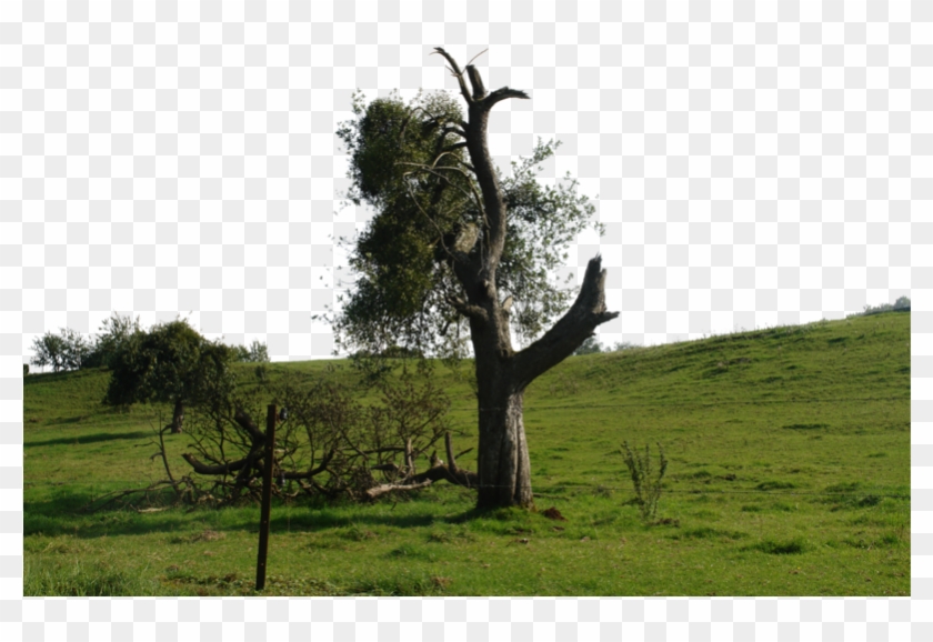 Orchard Png - Oak Clipart