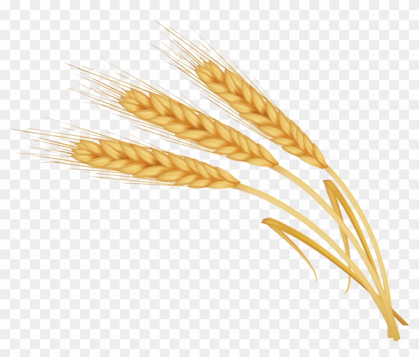 Image Library Library Transprent Png Free Download - Wheat Clipart #4464994