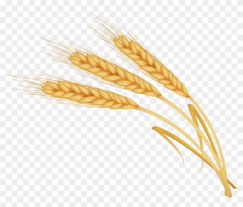 Image Library Library Transprent Png Free Download - Wheat Clipart